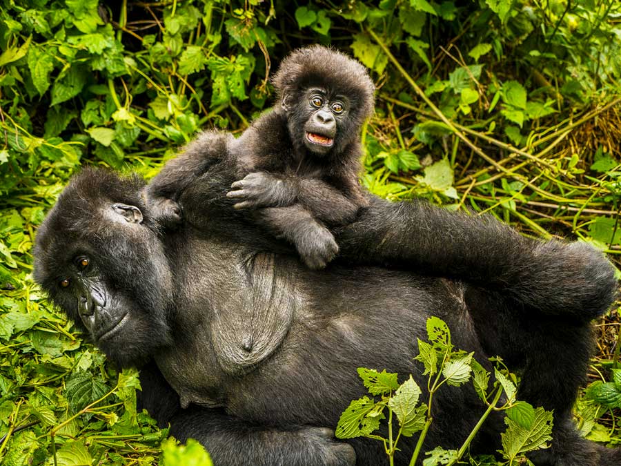 2-days-volcanoes-gorilla-trekking-tour