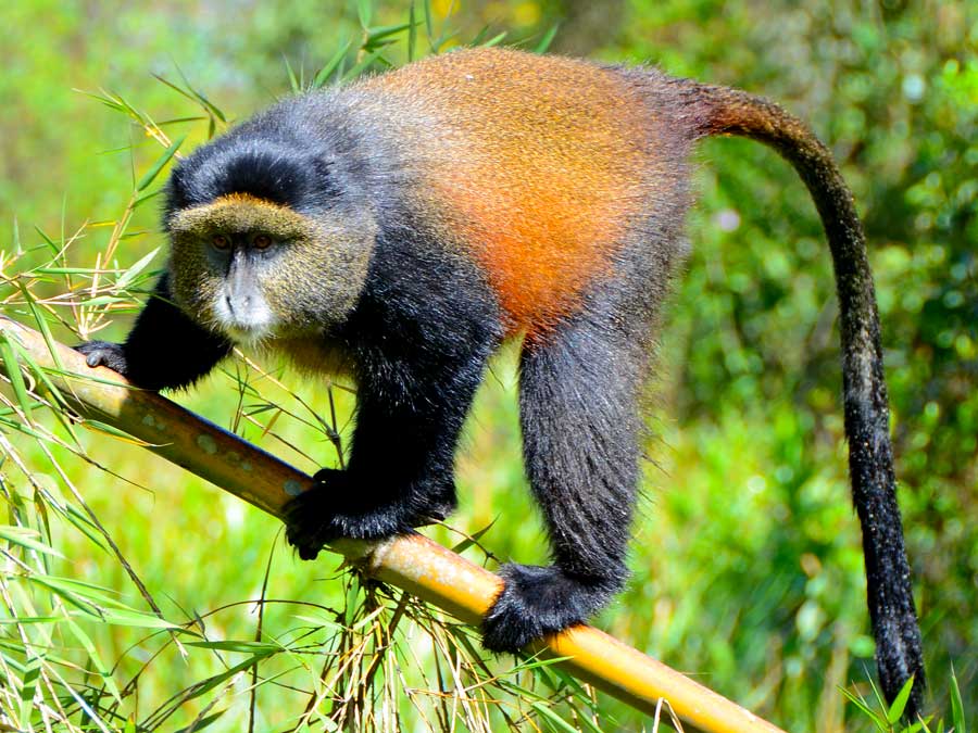 3 Days Gorillas & Golden Monkeys Tour, Rwanda primate trekking safari