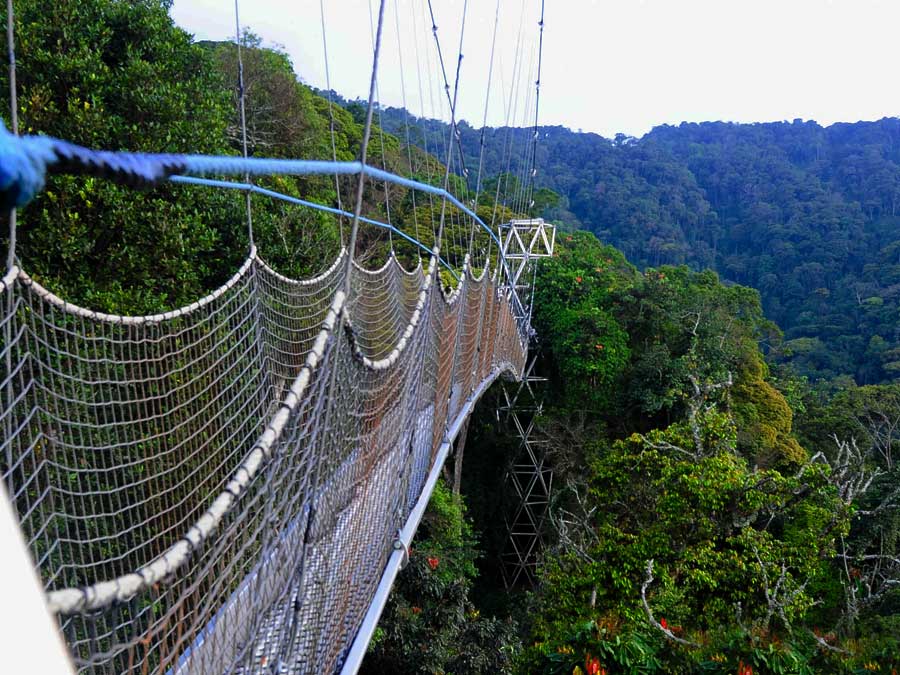 3 Days Nyungwe primates tour, Rwanda chimpanzee trekking experience