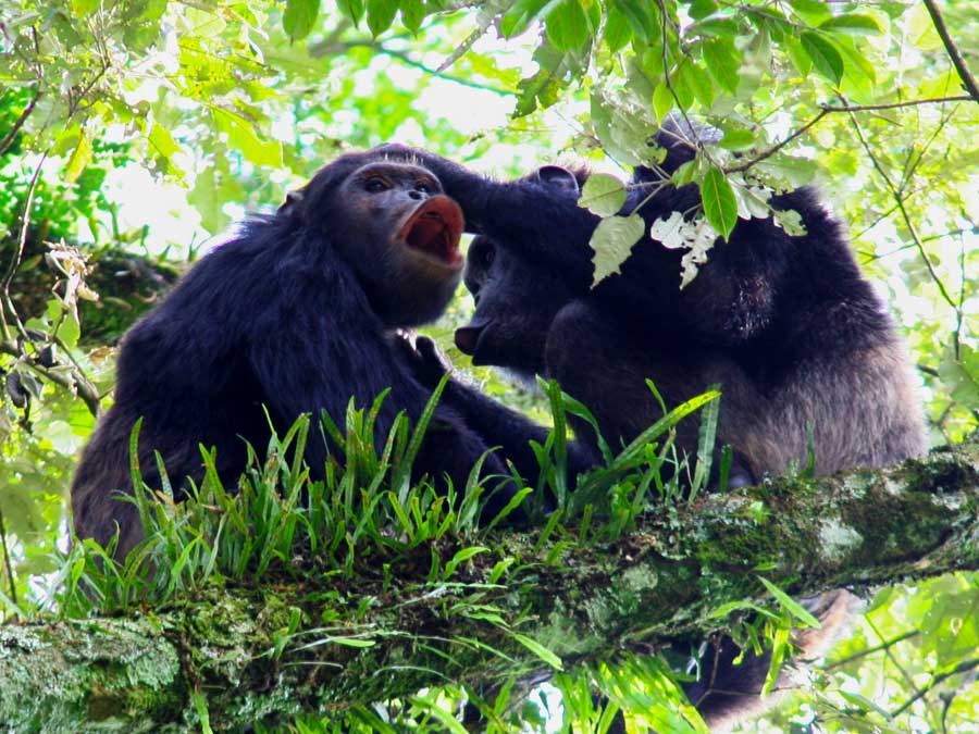 5-days-rwanda-gorilla-and-chimpanzee-tour