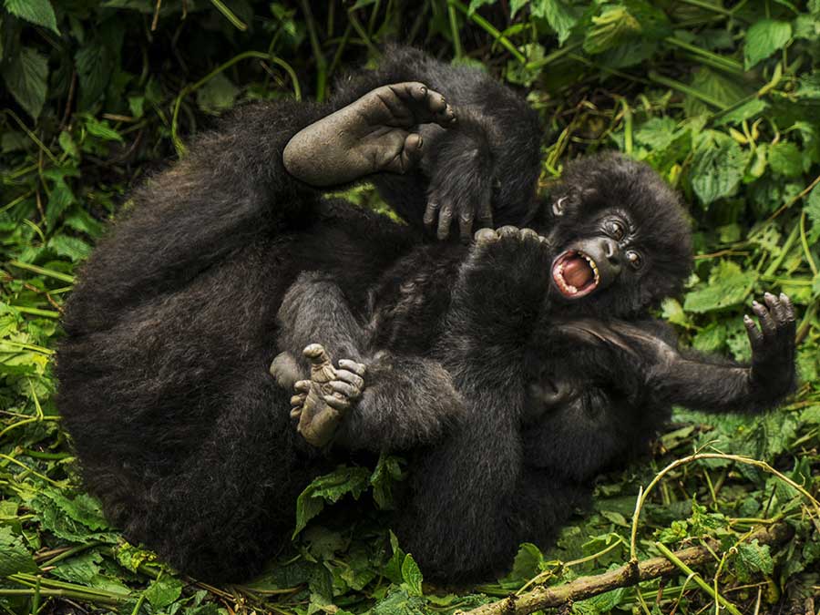 7-days-across-rwanda-gorilla-trekking-tour