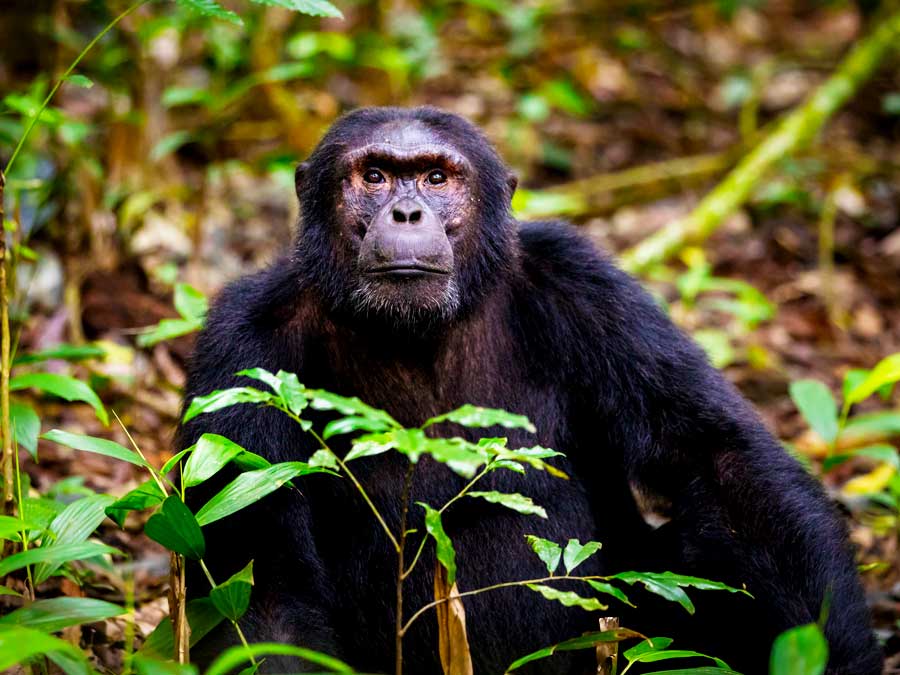 7-days-chimpanzee-and-gorilla-trekking-tour