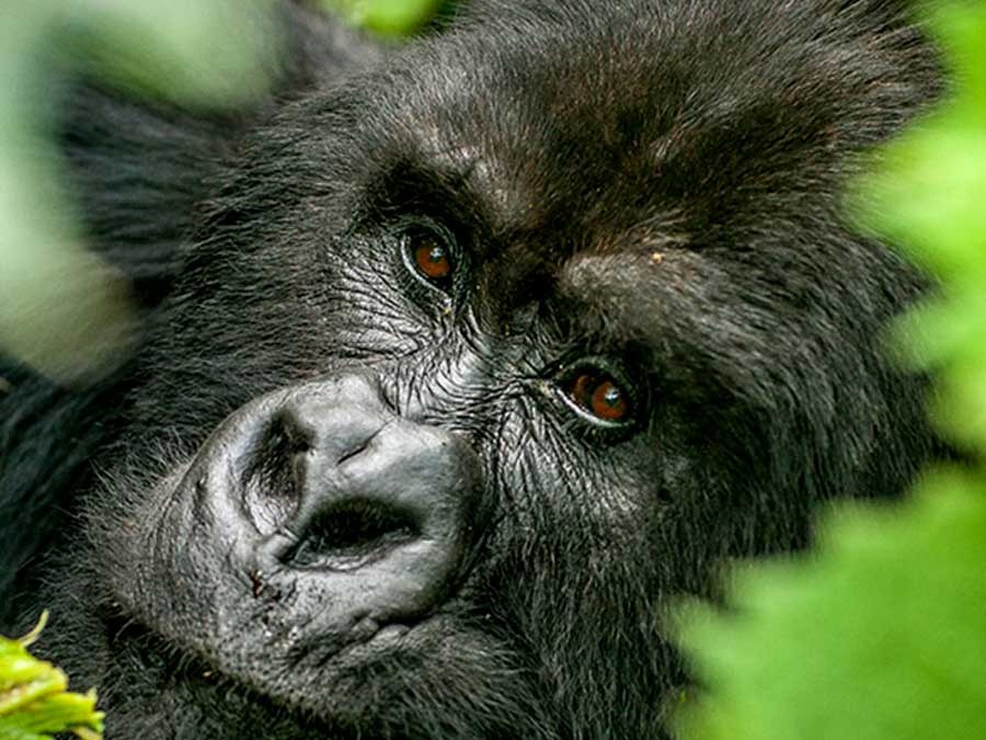 9-days-wildlife-and-gorilla-safari-2