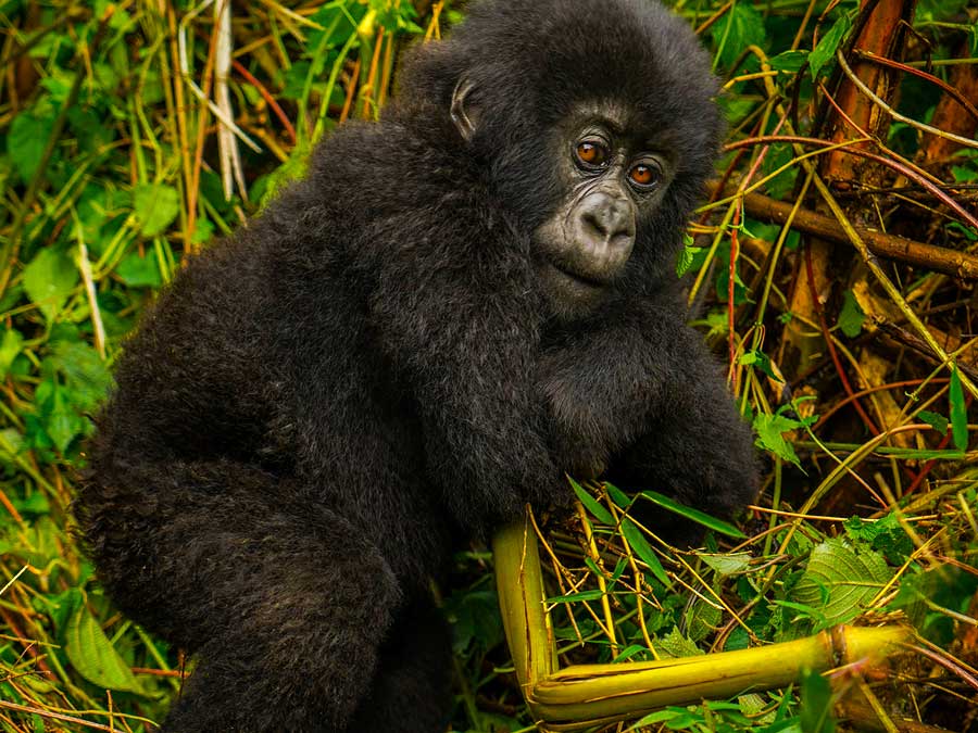 1 Day Rwanda gorilla trip, gorilla trek in Volcanoes National Park Rwanda