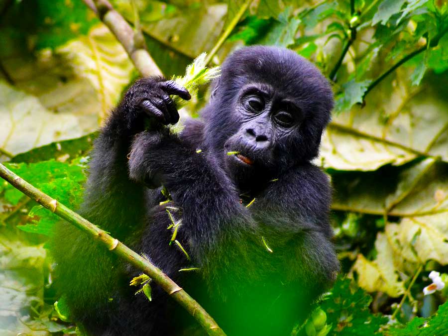 12 Days Uganda & Rwanda Discovery Tour, African Big five experience