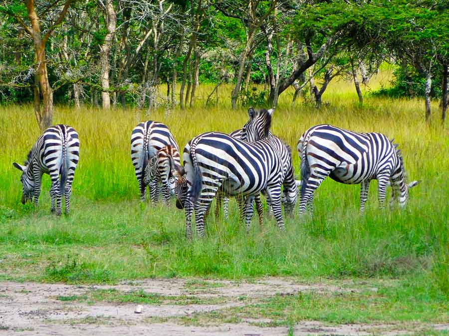 19 Days Immersive safari trip, Uganda wildlife tour & gorilla trekking trip