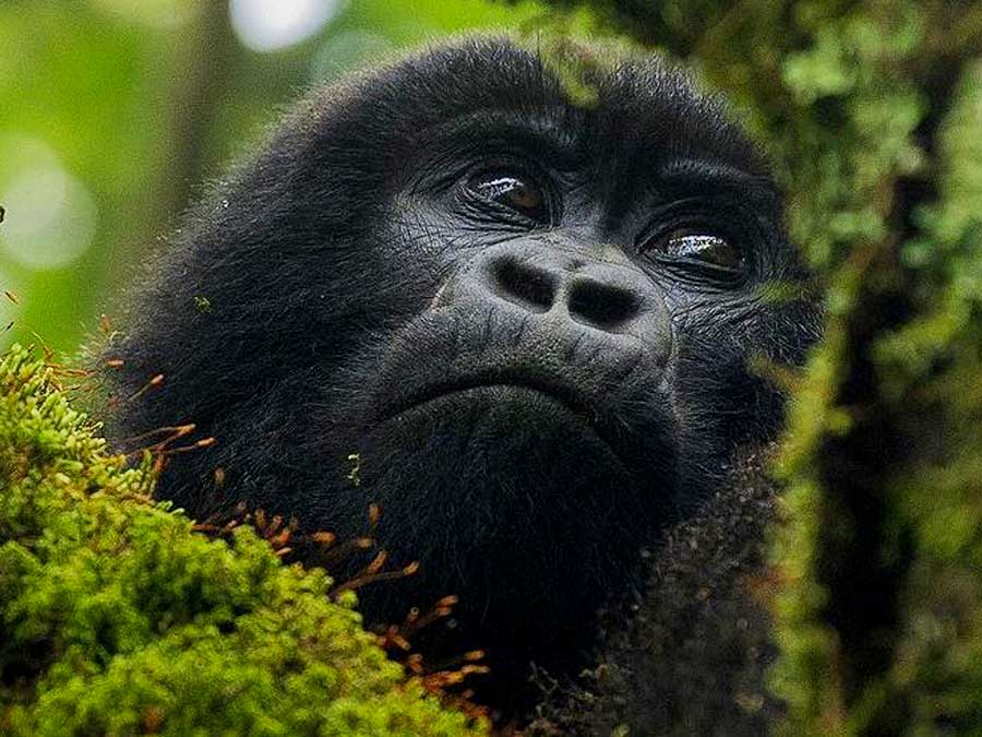 3 Days Gorilla Trekking Tour by Road to Bwindi Impenetrable National Park