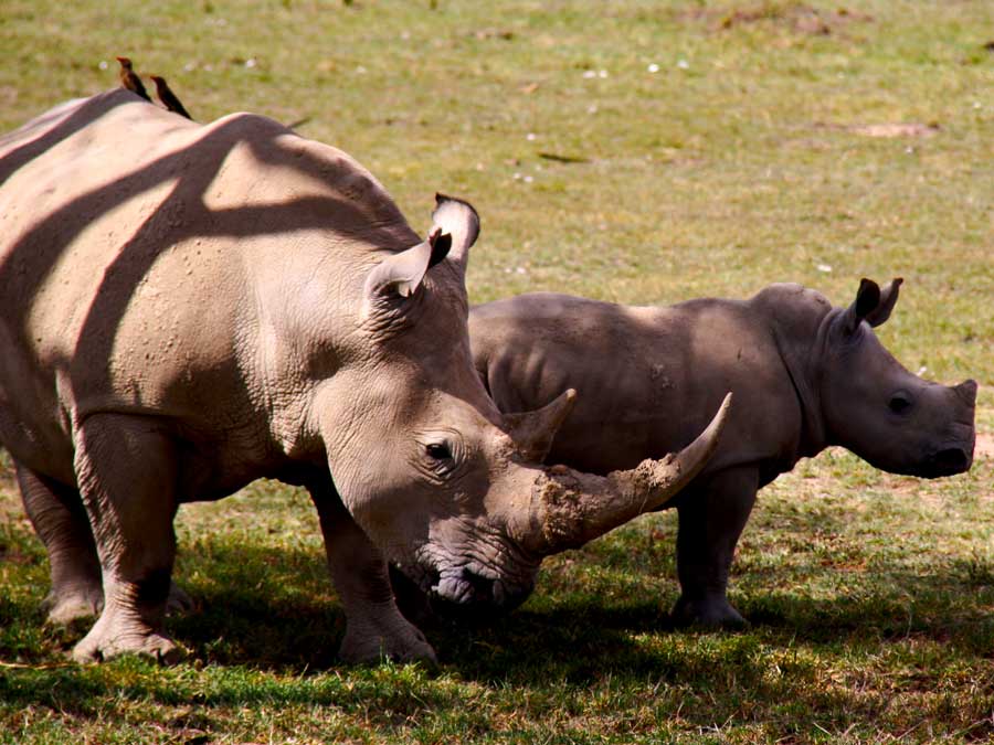 4 Days Budongo & Murchison Falls Tour, chimpanzees in Budongo Forest