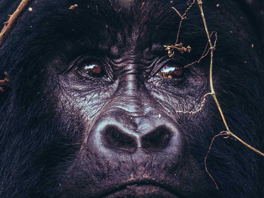 4-days-double-gorilla-trekking-tour