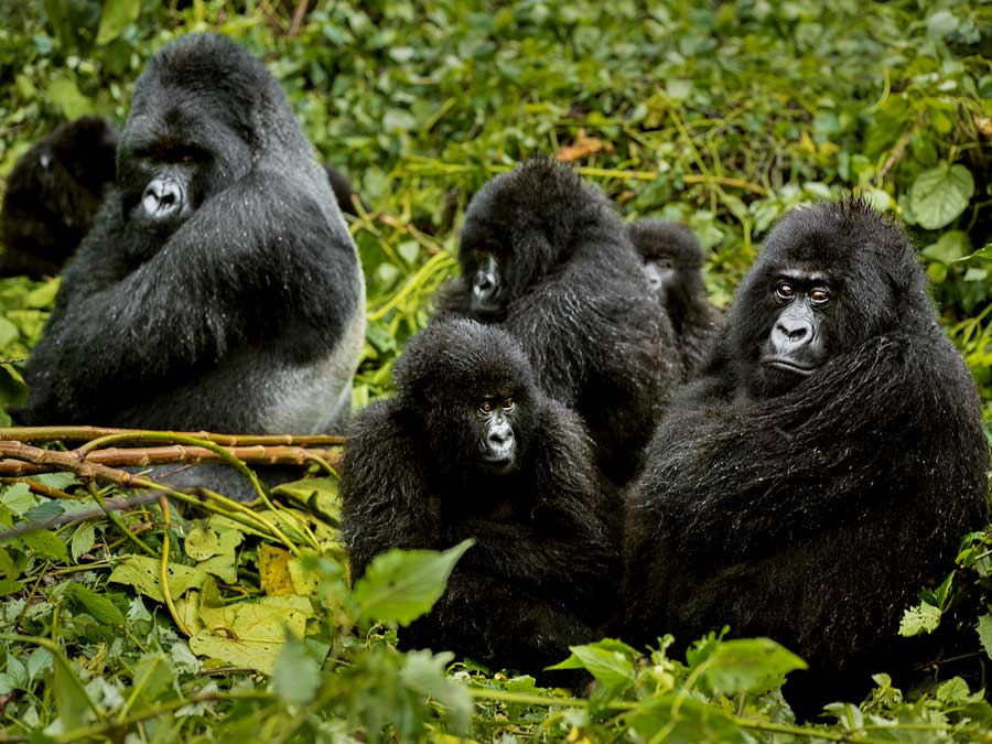 4-days-rwanda-double-gorilla-trekking