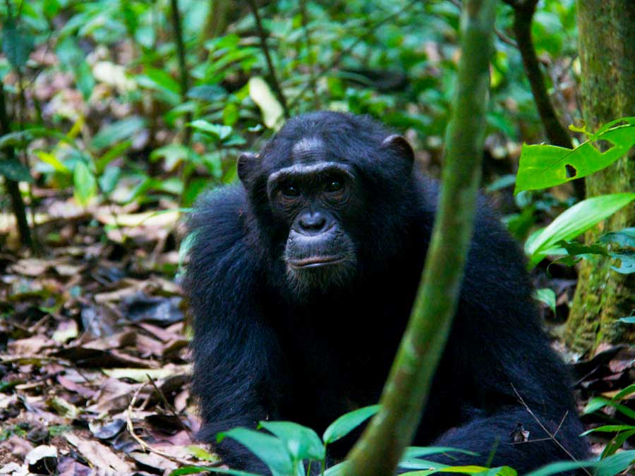 6 Days Chimpanzee & Gorilla Habituation Trip, chimp trekking experience