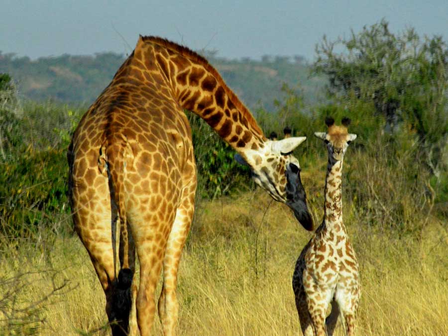 7 Days Kidepo & Murchison Falls safari