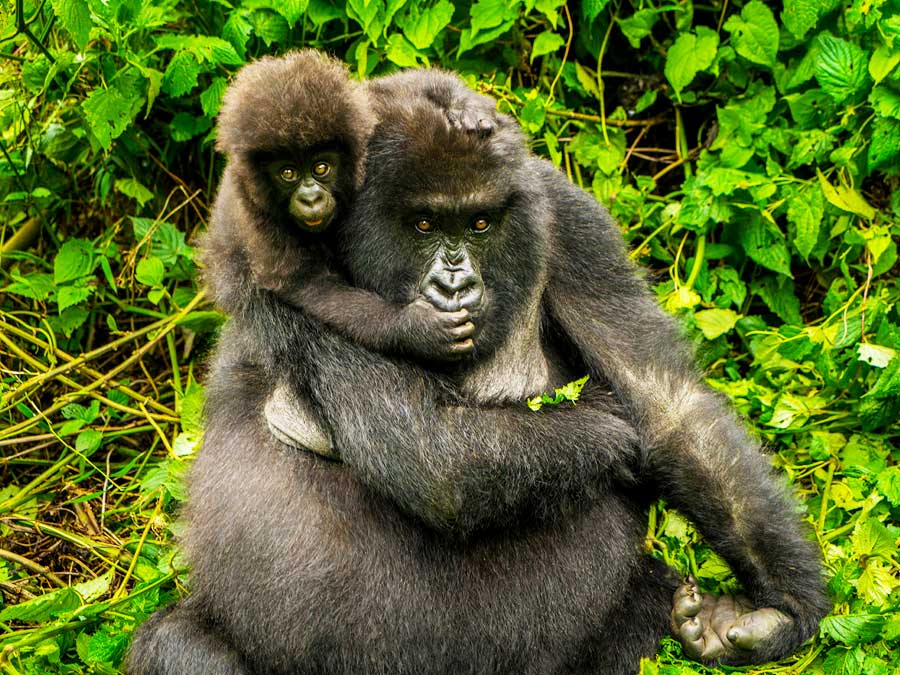 7-days-rwanda-uganda-gorilla-trek