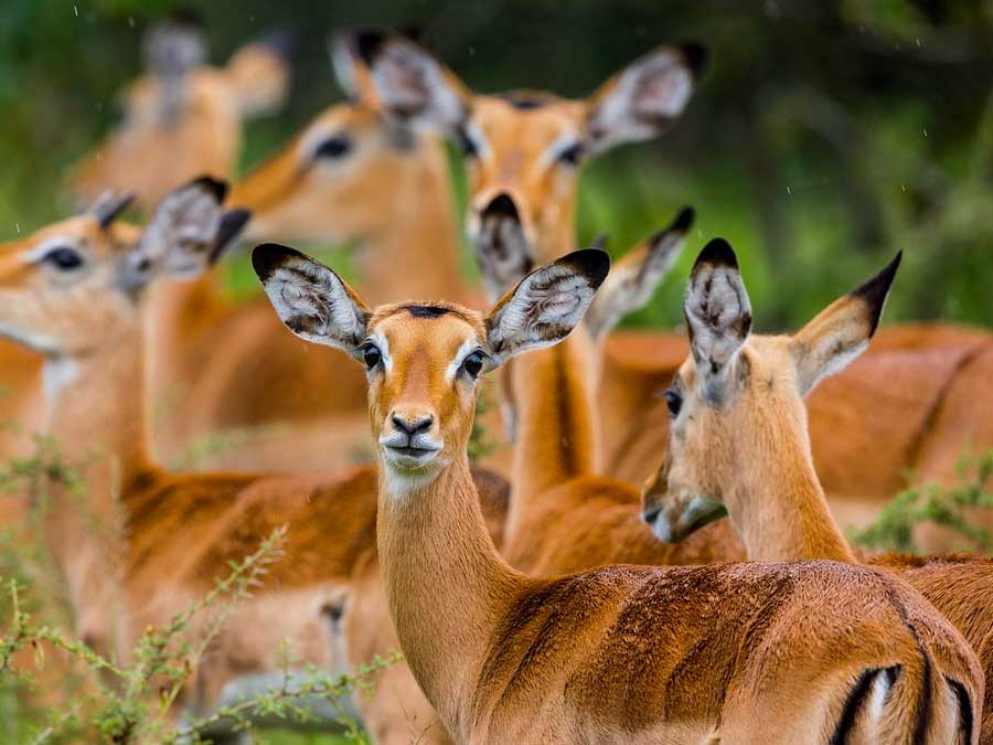 antelopes-in-lake-mburo-national-park