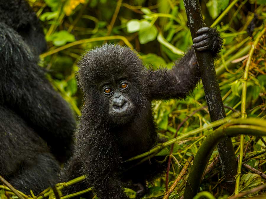 baby-gorilla-in-volcanoes-national-park