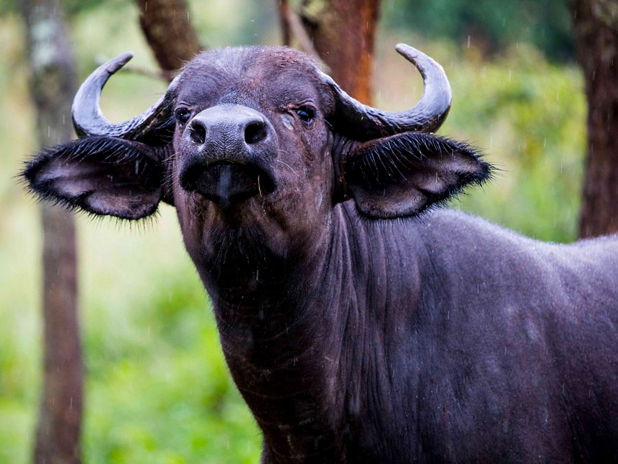 buffalo-in-akagera-national-park