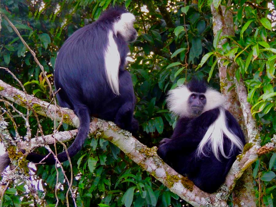 colobus-monkey-trek