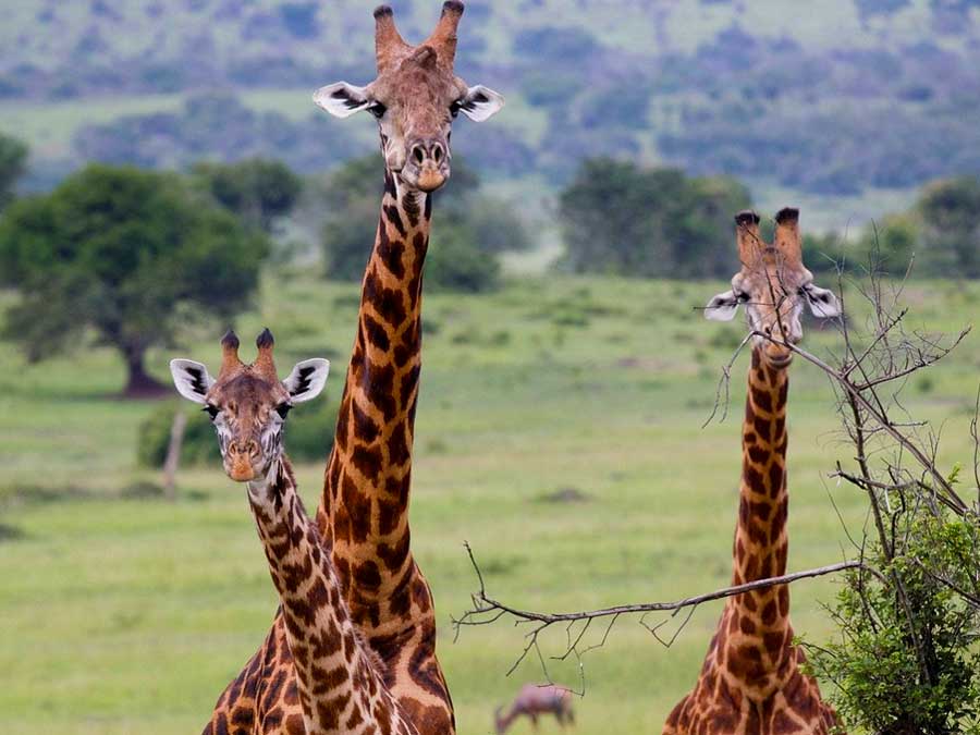 giraffes-in-kidepo-valley-national-park