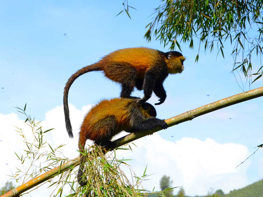 golden-monkeys-in-gishwati-makula-national-park