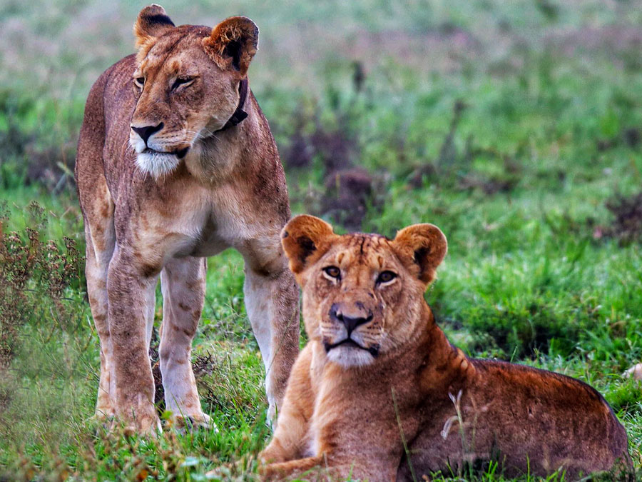 lions-in-akagera-national-park