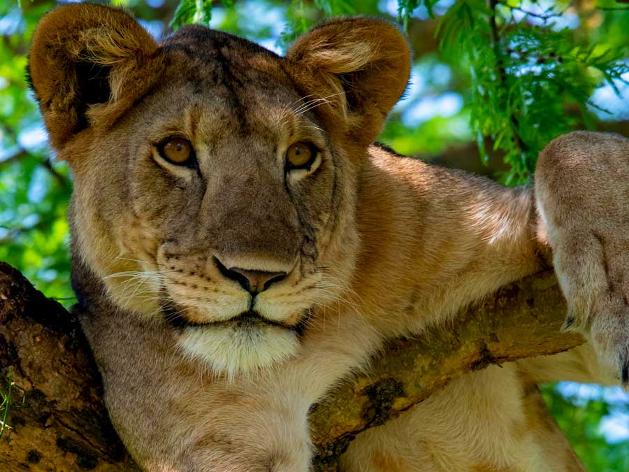 tree-climbing-lion-in-queen-elizabeth-national-park