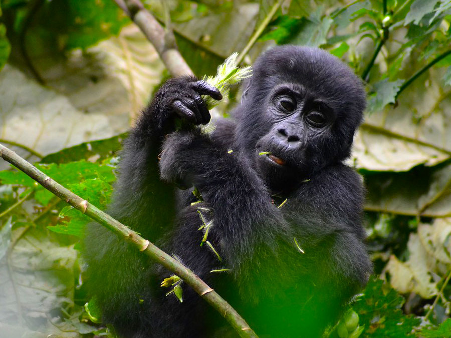 Mountain Gorilla Trekking in Uganda, track gorillas in their natural home